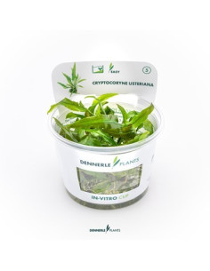 Cryptocoryne usteriana - In Vitro Cup dennerle plant Dennerle plants - 3