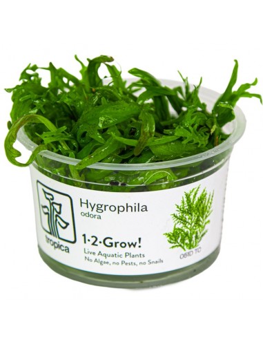 Hygrophila odora  - In vitro Tropica Tropica - 1