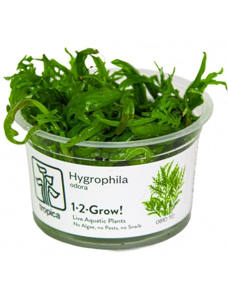 Hygrophila odora  - In vitro Tropica Tropica - 1