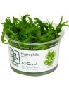Hygrophila odora  - In vitro Tropica Tropica - 1