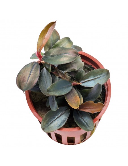 Bucephalandra sordidula 'Blue' - Tropica Tropica - 1