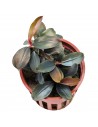 Bucephalandra sordidula 'Blue' - Tropica Tropica - 1