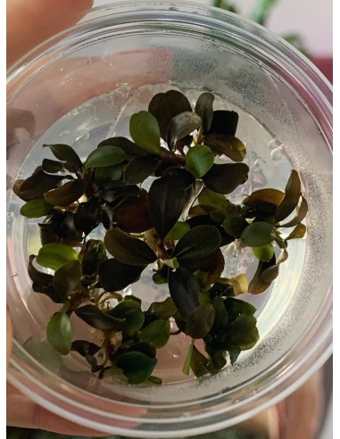 Bucephalandra sp. 'Theia Red' - In vitro  - 1