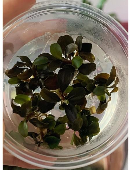 Bucephalandra sp. 'Theia Red' - In vitro  - 1