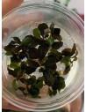 Bucephalandra sp. 'Theia Red' - In vitro  - 1