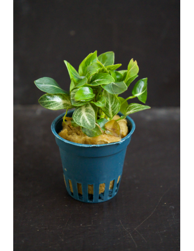 Anubias Stardust Tropica - 1