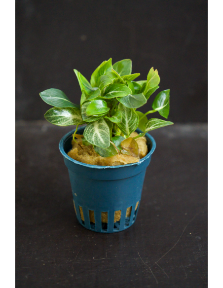 Anubias Stardust Tropica - 1