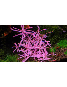 Hygrophila lancea sp. 'Araguaia' chai- In Vitro Cup  - 2