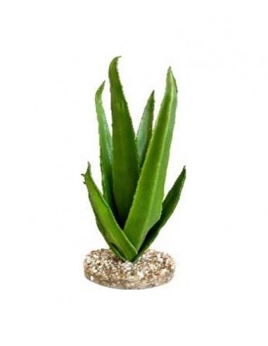 TERRA ALOE 29cm SCALARE SCALARE - 1