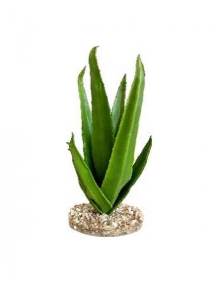 TERRA ALOE 29cm SCALARE SCALARE - 1