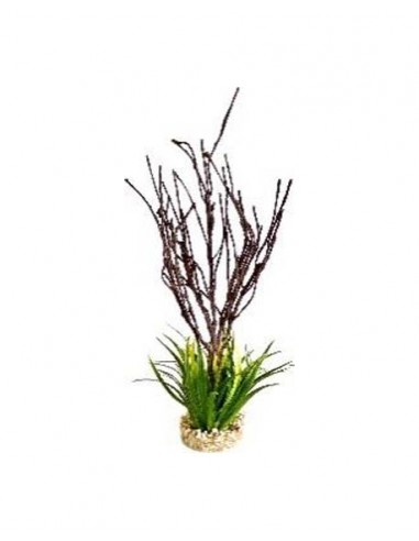 TERRA BRANCHES PLANTE 39cm SCALARE SCALARE - 1