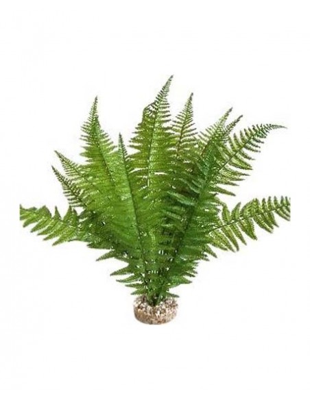 TERRA FOUGERE 46cm SCALARE SCALARE - 1