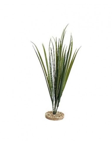 TERRA HERBE 65cm SCALARE SCALARE - 1