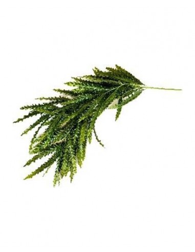 TERRA CHUTE FOUGERE 66cm SCALARE SCALARE - 1