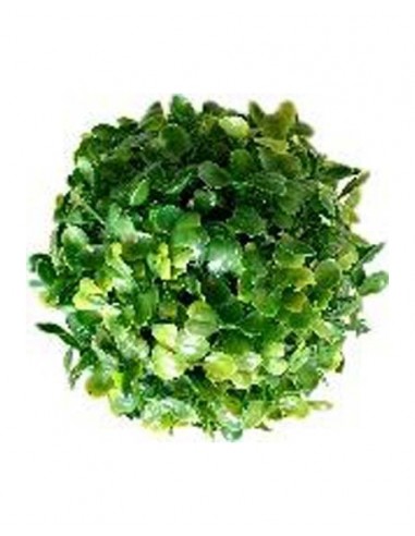 TERRA BOULE BUI 13cm SCALARE SCALARE - 1