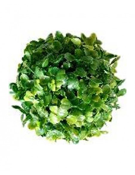 TERRA BOULE BUI 13cm SCALARE SCALARE - 1