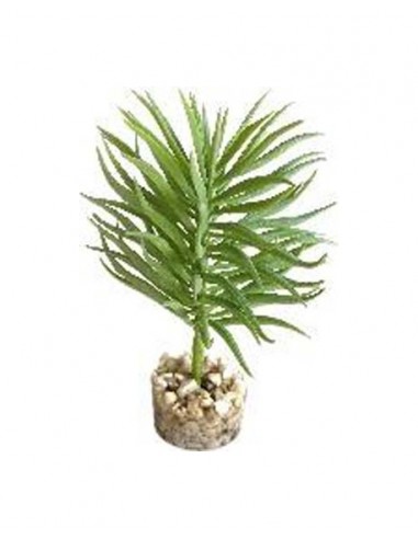 TERRA PLANTE SUCCULENTE 13cm SCALARE SCALARE - 1