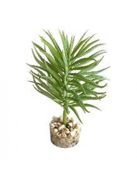 TERRA PLANTE SUCCULENTE 13cm SCALARE SCALARE - 1