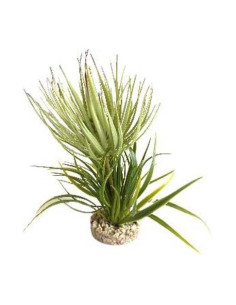TERRA PLANTE GRASSE 23cm SCALARE SCALARE - 1