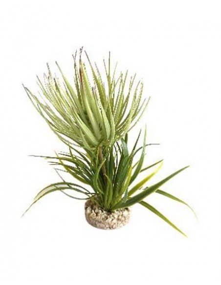 TERRA PLANTE GRASSE 23cm SCALARE SCALARE - 1