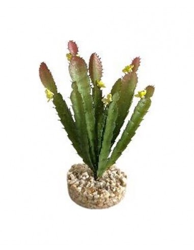 TERRA CACTUS FLEUR 17cm SCALARE SCALARE - 1