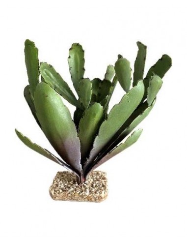 TERRA CACTUS 31cm SCALARE SCALARE - 1