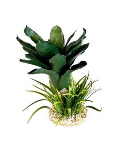TERRA ANANAS PLANTE 27cm SCALARE SCALARE - 1