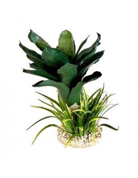 TERRA ANANAS PLANTE 27cm SCALARE SCALARE - 1