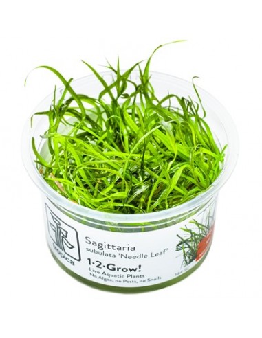 Sagittaria subulata 'Needle Leaf' - in vitro Tropica Tropica - 1