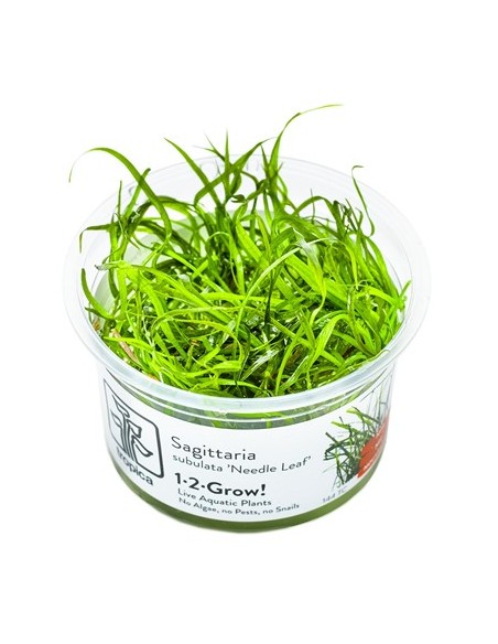 Sagittaria subulata 'Needle Leaf' - in vitro Tropica Tropica - 1