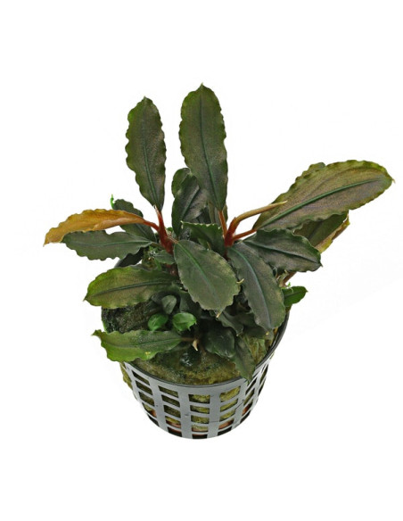 Bucephalandra lamandau Round - Aquabota.com