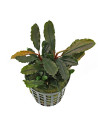 Bucephalandra lamandau Round - Aquabota.com