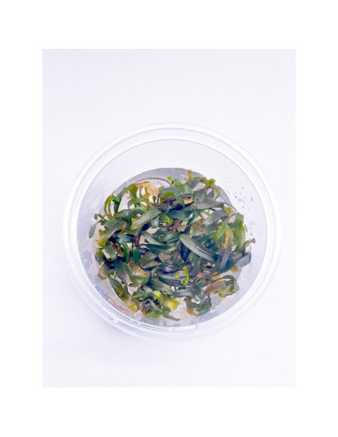 Bucephalandra Catharina - invitro  7,00 €