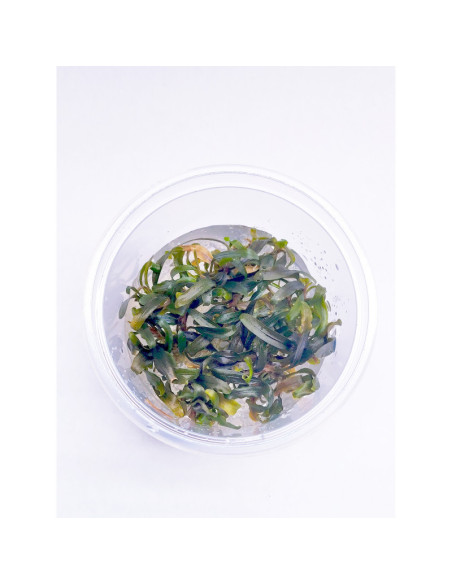 Bucephalandra Catharina - invitro  7,00 €