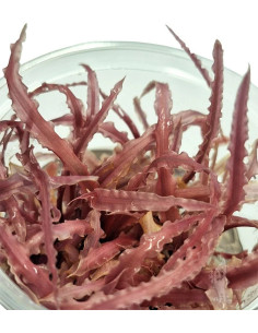 Cryptocoryne balansae 'Pink' - In vitro