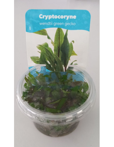 Cryptocoryne x willisii - In Vitro Cup 5,75 €
