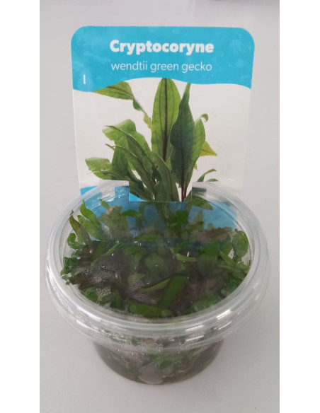 Cryptocoryne x willisii - In Vitro Cup 5,75 €