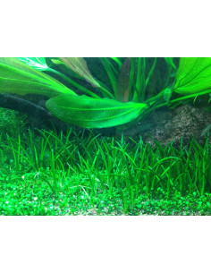 Littorella uniflora - In Vitro Cup Tropica Tropica - 1