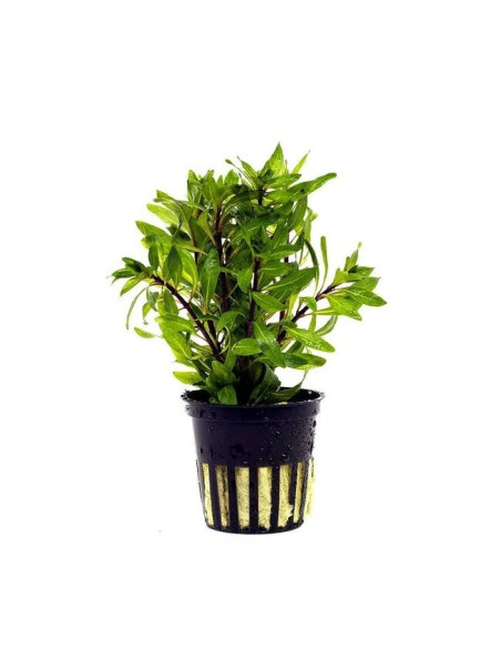 Ludwigia sp white 5,75 €