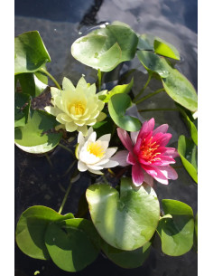 Nymphaea mix trio (3L)  - 1 2