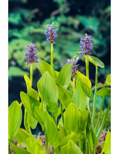 Pontederia cordata 5,55 €