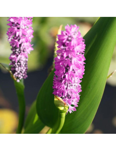 Pontederia cordata 5,55 €