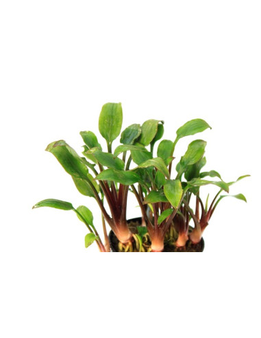 Cryptocoryne Lutea Hobbit Invitro - Aquabota.com
