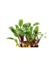 Cryptocoryne Lutea Hobbit - 5,75 €