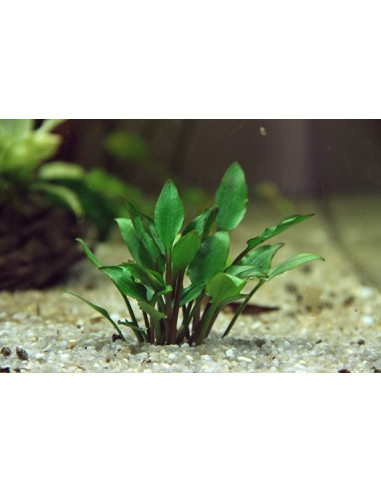 Cryptocoryne Lutea Hobbit Invitro - Aquabota.com