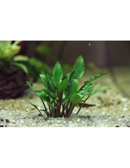 Cryptocoryne Lutea Hobbit Invitro - Aquabota.com