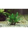 Cryptocoryne Lutea Hobbit - 5,75 €