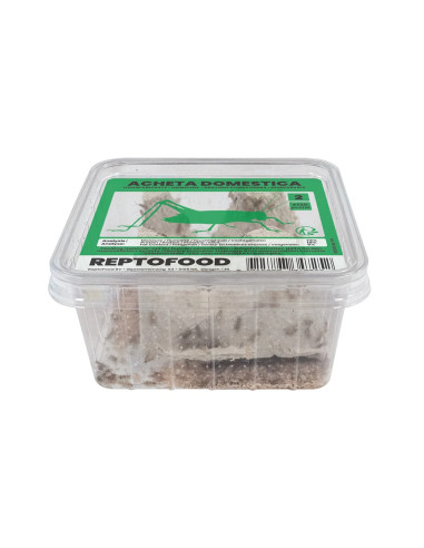 Repto Grillons Domestiques 2 Box