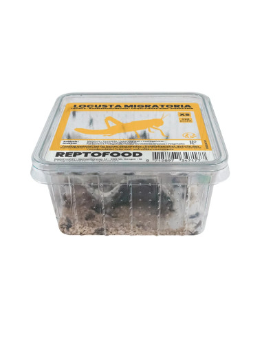 Repto Criquets Migrateurs Xs Box