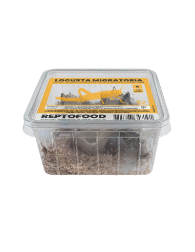 Repto Criquets Migrateurs S Box